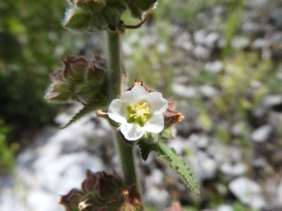 Kearnemalvastrum subtriflorum, photographed by Leticia Jiménez Hernández