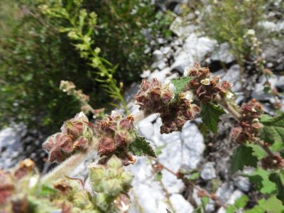 Kearnemalvastrum subtriflorum, photographed by Leticia Jiménez Hernández