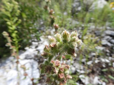 Kearnemalvastrum subtriflorum, photographed by Leticia Jiménez Hernández