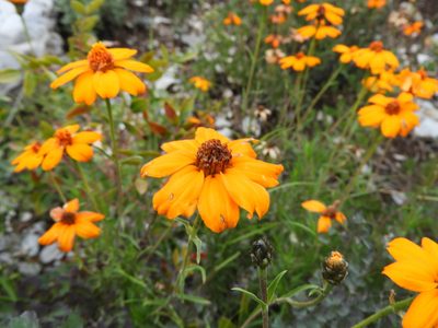 Zinnia juniperifolia, photographed by Leticia Jiménez Hernández