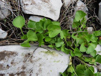 Dichondra brachypoda, photographed by Leticia Jiménez Hernández