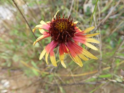 Gaillardia mexicana, photographed by Leticia Jiménez Hernández