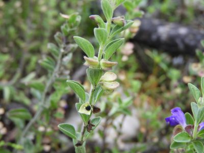 Scutellaria potosina, photographed by Leticia Jiménez Hernández