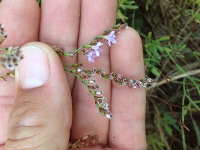 Limonium duriusculum, photographed by Adam J. Searcy
