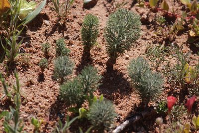 Eriospermum paradoxum, photographed by Noeleen du Toit