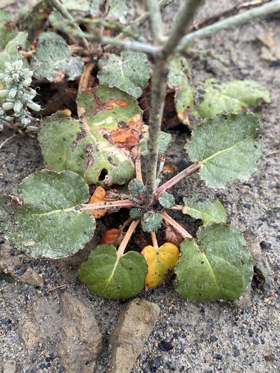 Eriogonum scabrellum, photographed by Matt Berger