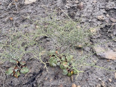 Eriogonum scabrellum, photographed by Matt Berger
