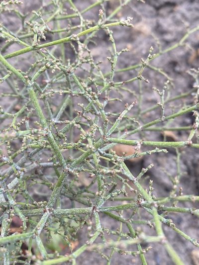 Eriogonum scabrellum, photographed by Matt Berger