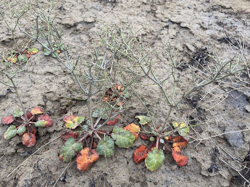 Eriogonum scabrellum, photographed by Matt Berger
