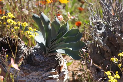 Boophone haemanthoides, photographed by Noeleen du Toit
