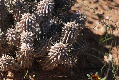 Hoodia gordonii, photographed by Noeleen du Toit