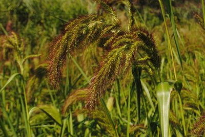 Echinochloa walteri, photographed by Zihao Wang