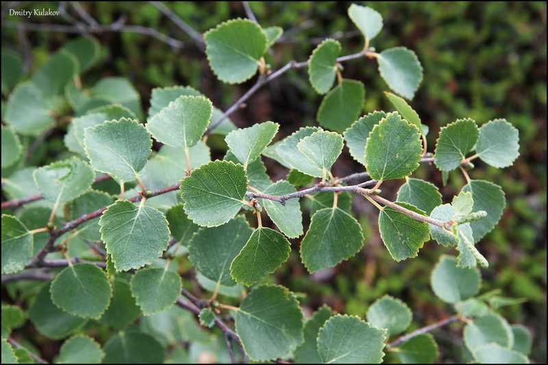 Betula intermedia, photographed by Dmitry Kulakov