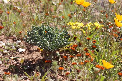 Gethyllis britteniana, photographed by Noeleen du Toit