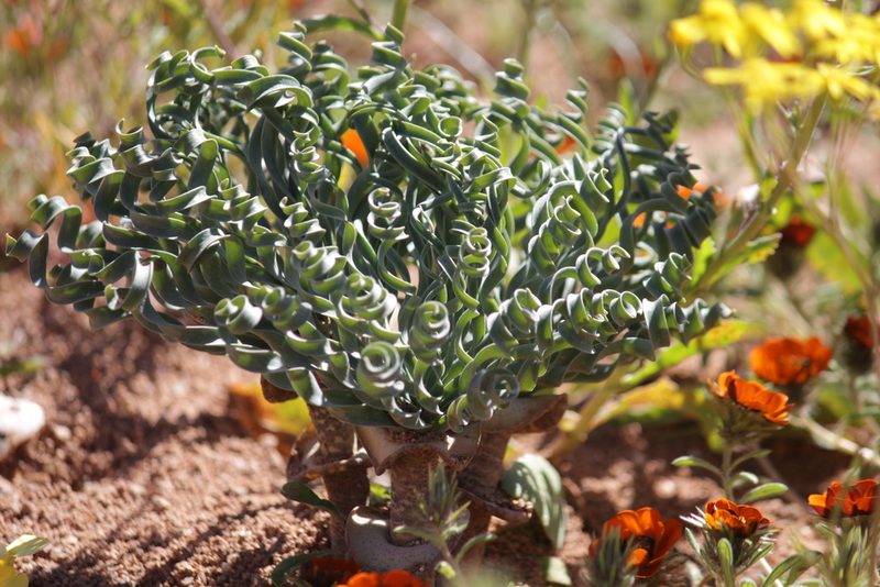 Gethyllis britteniana, photographed by Noeleen du Toit