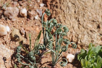 Gethyllis verticillata, photographed by Noeleen du Toit