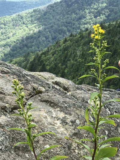 Solidago glomerata, photographed by Alan Weakley