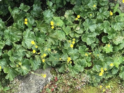 Geum radiatum, photographed by Alan Weakley