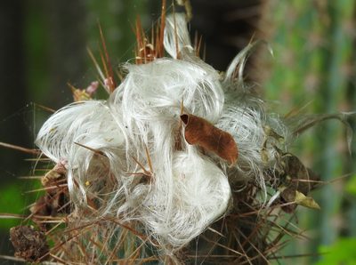 Pilosocereus purpusii, photographed by Francisco Farriols Sarabia