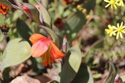 Gladiolus equitans, photographed by Noeleen du Toit