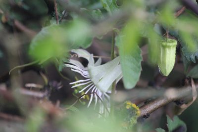 Passiflora bryonioides, photographed by José Belem Hernández Díaz