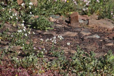 Nemesia anisocarpa, photographed by Tony Rebelo