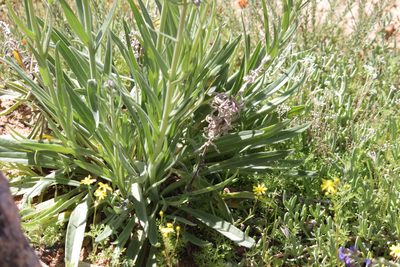 Anchusa capensis