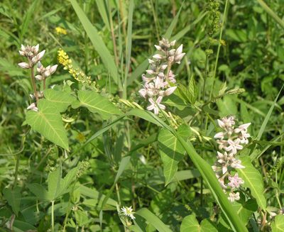 Cynanchum rostellatum, photographed by Oleg Kosterin