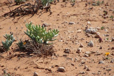 Zygophyllum augea, photographed by Tony Rebelo