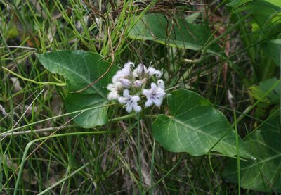 Cynanchum rostellatum, photographed by Oleg Kosterin
