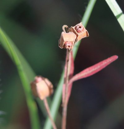 Ludwigia maritima, photographed by Lauren McLaurin