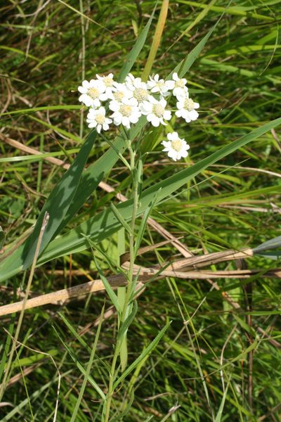 Achillea acuminata, photographed by Oleg Kosterin