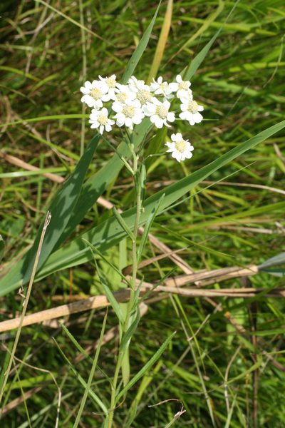 Achillea acuminata, photographed by Oleg Kosterin