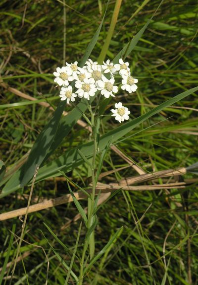 Achillea acuminata, photographed by Oleg Kosterin