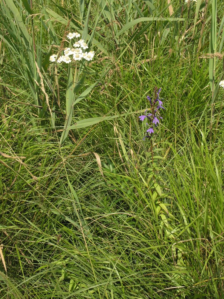 Achillea acuminata, photographed by Oleg Kosterin