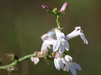 Lobelia floridana, photographed by Lauren McLaurin