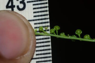 Phyllanthus amarus, photographed by S.MORE