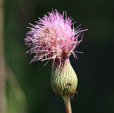 Cirsium lecontei, photographed by Lauren McLaurin