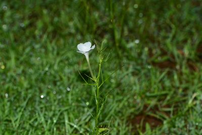 Rhamphicarpa fistulosa, photographed by S.MORE