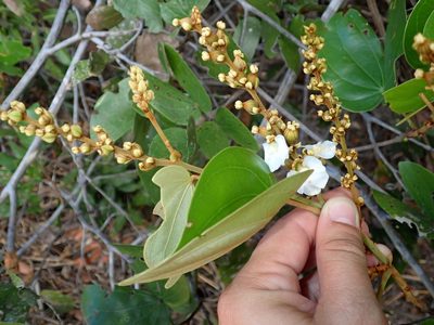 Schnella outimouta, photographed by Tsssss
