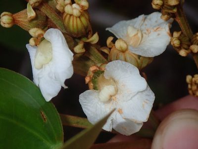 Schnella outimouta, photographed by Tsssss