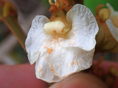Schnella outimouta, photographed by Tsssss