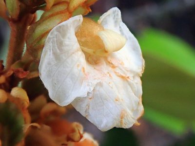 Schnella outimouta, photographed by Tsssss