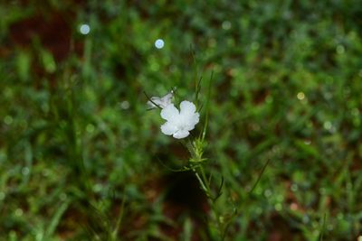 Rhamphicarpa fistulosa, photographed by S.MORE