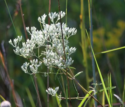 Eupatorium leucolepis, photographed by Lauren McLaurin