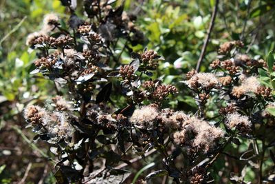 Pluchea foetida, photographed by Lauren McLaurin