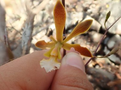 Encyclia gonzalezii, photographed by Tsssss