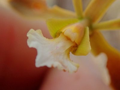 Encyclia gonzalezii, photographed by Tsssss