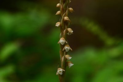 Peristylus plantagineus, photographed by S.MORE