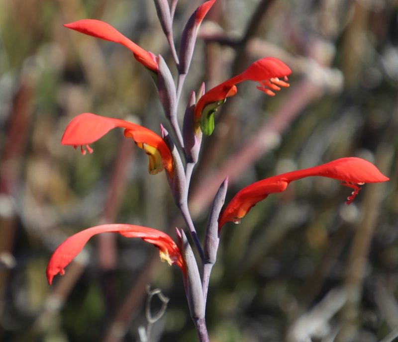 Gladiolus saccatus, photographed by Tony Rebelo